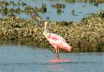 (14) Dscf1277 (rosette spoonbill).jpg    (856x592)    216 KB                              click to see enlarged picture